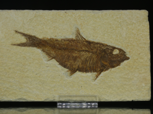 Ryba kopalna (ang. Fossil fish)
