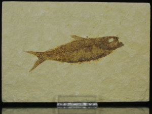 Ryba kopalna (ang. Fossil fish)