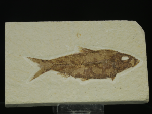 Ryba kopalna (ang. Fossil fish)