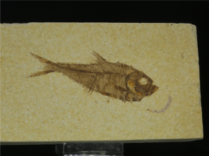 Ryba kopalna (ang. Fossil fish)