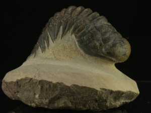 Trylobit (ang. Trylobite)