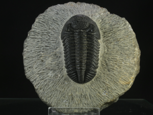 Trylobit (ang. Trylobite)