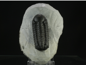 Trylobit (ang. Trylobite)
