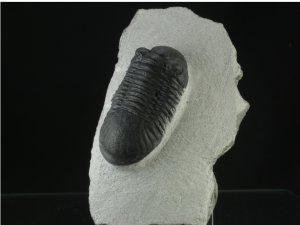 Trylobit (ang. Trylobite)