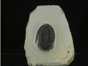 Trylobit (ang. Trylobite)