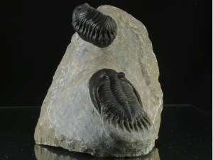 Trylobit (ang. Trylobite)