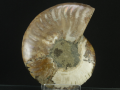 Polerowny amonit z Madagaskaru