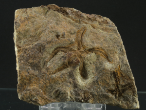 Wężowidło (ang. Brittle star)