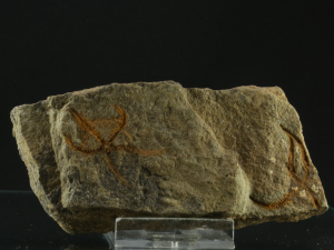 Wężowidło (ang. Brittle star)