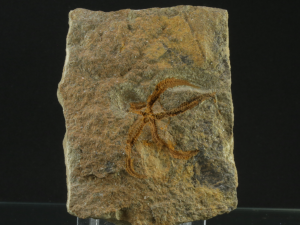 Wężowidło (ang. Brittle star)
