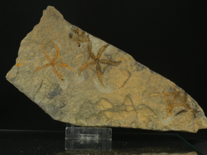Wężowidło (ang. Brittle star)