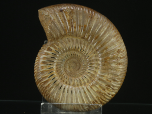 Amonit (ang. Amonnite)