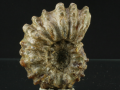 Amonit Douvilleiceras