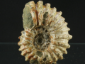 Amonit Douvilleiceras