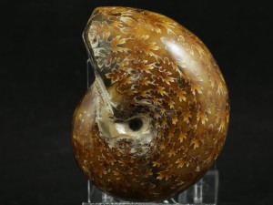 Amonit (ang. Ammonite)