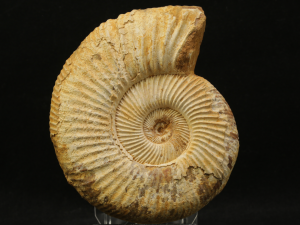 Amonit (ang. Ammonite)