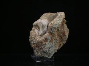 Kopalny Ząb Rekina (ang. Shark Fossil Tooth)