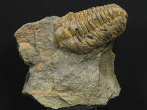 Trylobit (ang. Trylobite)