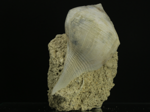 Ślimak (ang. Gastropod)