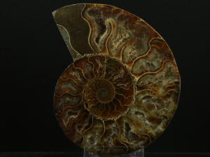 Amonit (ang. Ammonite)