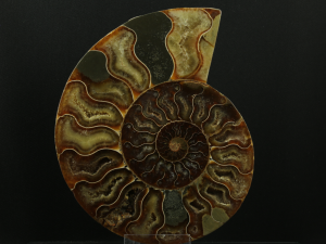 Amonit (ang. Ammonite)