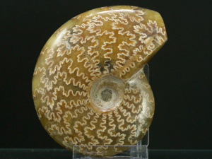 Amonit (ang. Ammonite)