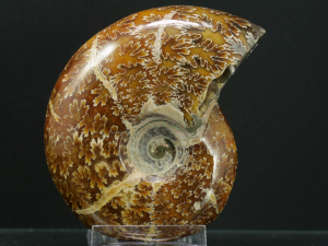 Amonit (ang. Ammonite)