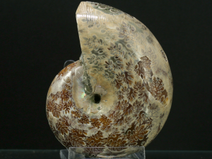 Amonit (ang. Ammonite)