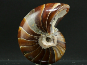 Łodzik (ang. Nautilius)