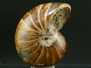 Łodzik (ang. Nautilius)