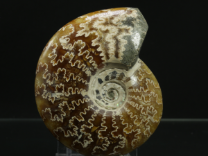 Amonit (ang. Ammonite)