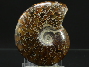 Amonit (ang. Ammonite)