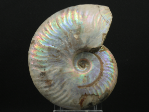 Amonit (ang. Ammonite)