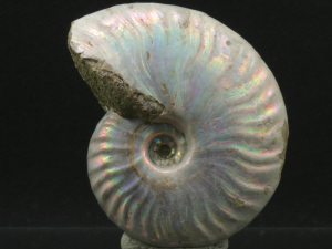 Amonit (ang. Ammonite)
