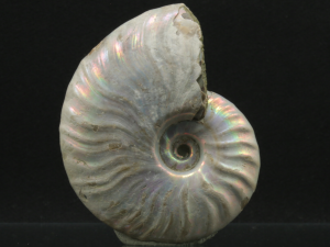 Amonit (ang. Ammonite)