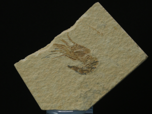 Krewetka (ang. Prawn)