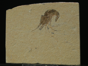 Krewetka (ang. Prawn)