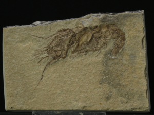 Krewetka (ang. Prawn)