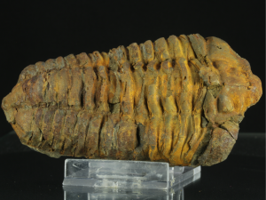 Trylobit (ang. Trylobite)
