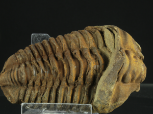 Trylobit (ang. Trylobite)