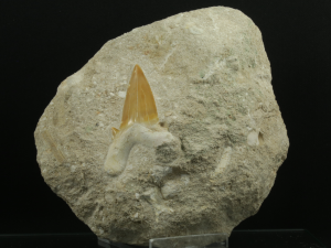 Kopalny ząb rekina (ang. Shark Fossil Tooth)