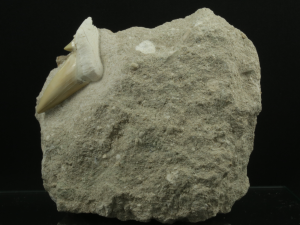 Kopalny ząb rekina (ang. Shark Fossil Tooth)