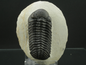 Trylobit (ang. Trylobite)