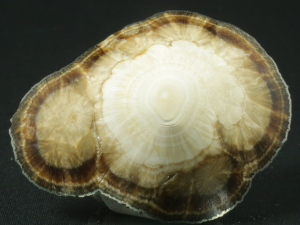 Baryt, markasyt (ang. Barite, markasite)