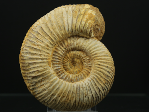 Amonit (ang. Ammonite)