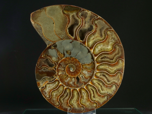 Amonit (ang. Ammonite)