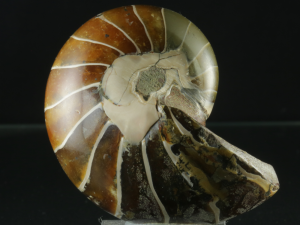Łodzik ( ang. Nautilus)