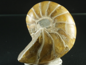 Łodzik ( ang. Nautilus)