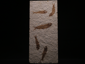 Ryba kopalna (ang. Fossil fish)